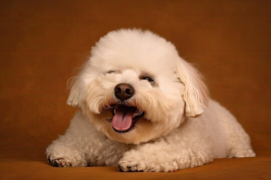 Bichon Frize dog lying on a brown background while dozing off during a photo shoot. Generative AI