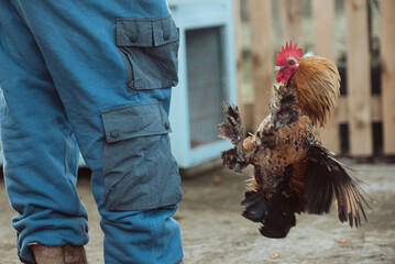 Bantam Cockerel Chicken l attacking leg of Farmer Man with Muddy Boot © maywhiston