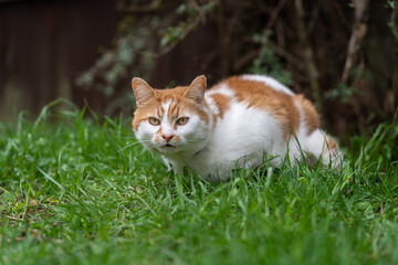 cat in the grass garden