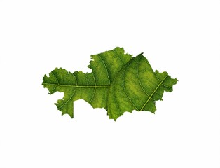 Kazakhstan map made of green leaves isolated on a white background