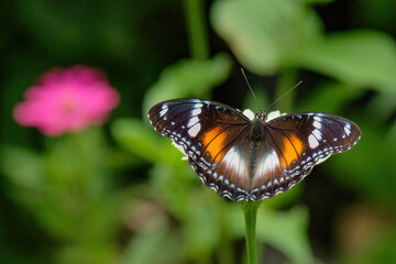 Obraz premium butterfly on a flower