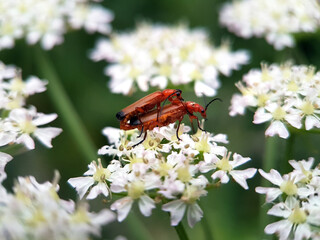 soldier beetle on a flower
