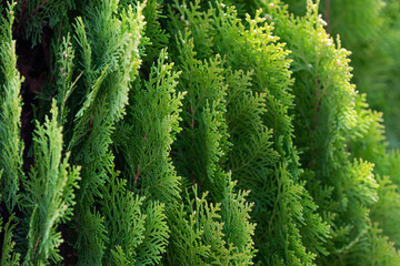 Arborvitae found on the roadside.
 Arborvitae Leaves