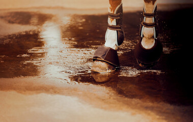 A beautiful sorrel horse steps with its hooves on the water surface of a puddle.  Weather and...