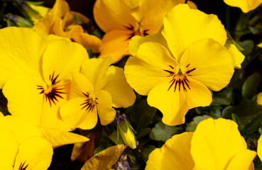 yellow flowers. blooming flowers. nature. pansies yellow color