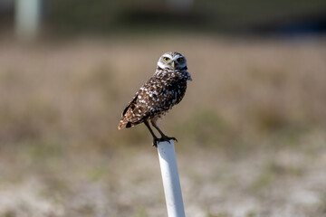 Burrowing owl near their nest. Before laying eggs, Burrowing Owls carpet the entrances to their homes with animal dung, which attracts dung beetles and other insects that the owls then catch and eat