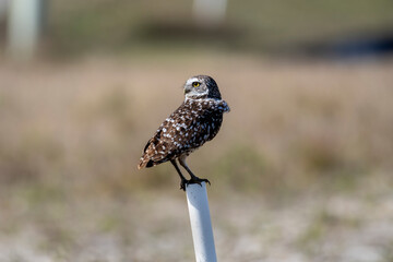 Burrowing owl near their nest. Before laying eggs, Burrowing Owls carpet the entrances to their homes with animal dung, which attracts dung beetles and other insects that the owls then catch and eat