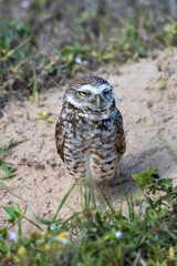 Burrowing owl near their nest. Before laying eggs, Burrowing Owls carpet the entrances to their homes with animal dung, which attracts dung beetles and other insects that the owls then catch and eat