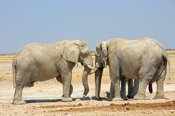 Fototapeta premium African Elephants Head to Head standing on the arid African savannah