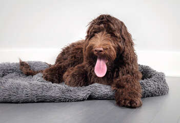Brown puppy dog lying on dog bed looking at camera with pink long tongue sticking out. Fluffy puppy exhausted, resting or taking a break. 5 months old female Australian Labradoodle. Selective focus.