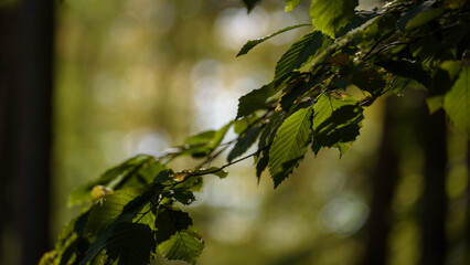 DECIDUOUS FOREST - Green leaves in the shadow