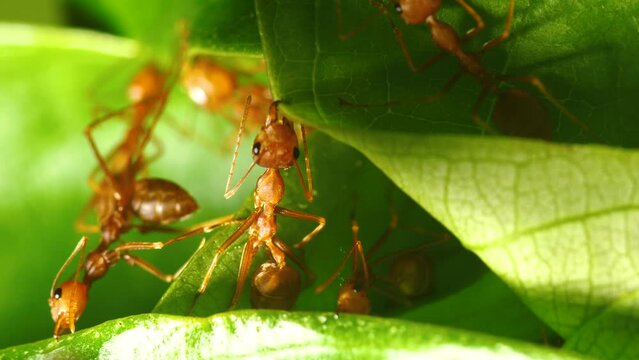 Red ants build their nests by using their mouths to pull the leaves together