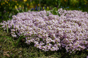 Obraz premium Alpine rezuha ( Arabis arendsii ) sort Rosabella in spring garden