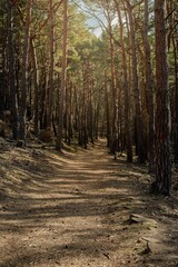 Vertical shot of a forest path with sunlight seeping through the trees