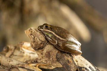 A tree frog is any species of frog that spends a major portion of its lifespan in trees, known as an arboreal state.