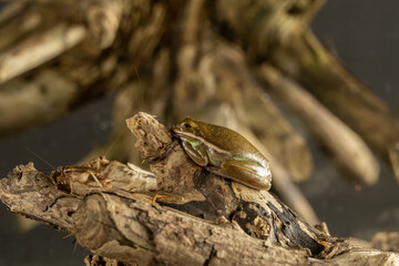 A tree frog is any species of frog that spends a major portion of its lifespan in trees, known as an arboreal state.