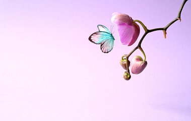 Branch of tropical orchids and butterfly on pink background.