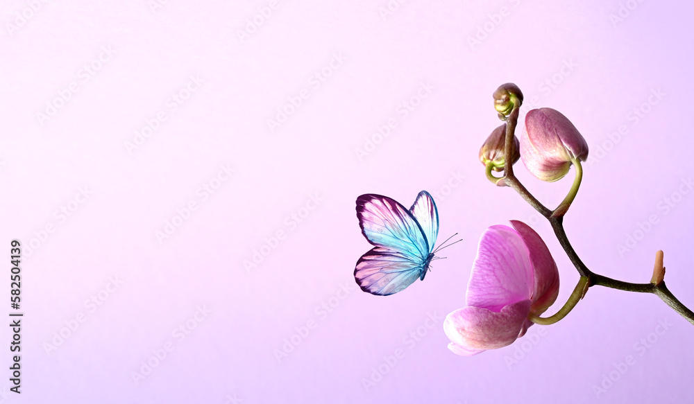 Wall mural Branch of tropical orchids and butterfly on pink background.