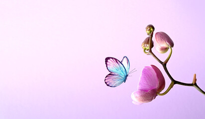 Branch of tropical orchids and butterfly on pink background.