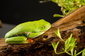 A tree frog is any species of frog that spends a major portion of its lifespan in trees, known as an arboreal state. Red eyed tree frog eyes shut