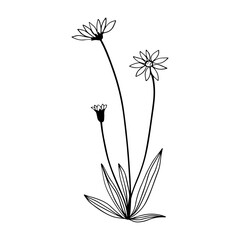 hand drawn floral flower element