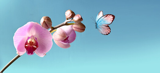 Branch of tropical orchids and butterfly on blue background.
