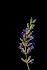 Vertical shot of purple lavender flowers isolated on a black background