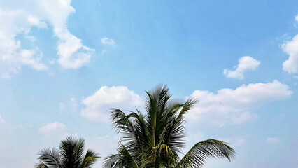 Coconut tree under blue sky