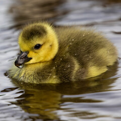 Close-up of yellow cute domestic duckling swimming in water