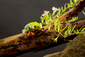A tree frog is any species of frog that spends a major portion of its lifespan in trees. Red eyed tree frog