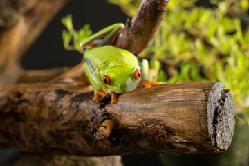 A tree frog is any species of frog that spends a major portion of its lifespan in trees. Red eyed tree frog