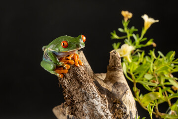 A tree frog is any species of frog that spends a major portion of its lifespan in trees. Red eyed tree frog