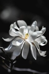 Fototapeta na wymiar Closeup vertical shot of white flower in bloom against blur background