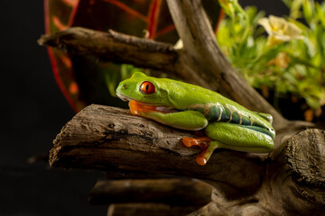 A tree frog is any species of frog that spends a major portion of its lifespan in trees. Red eyed tree frog