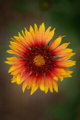 Closeup vertical shot of Gaillardia flower in bloom against blur background