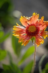 Closeup vertical shot of zinnia flower in bloom against blur background