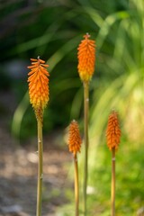 Vertical shot of Kniphofia plants blooming against blur background