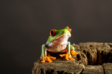 A tree frog is any species of frog that spends a major portion of its lifespan in trees. Red eyed...