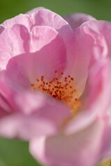 Closeup shot of pink flower in bloom season