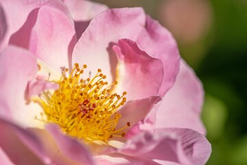 Obraz na płótnie Canvas Closeup shot of pink flower in bloom season