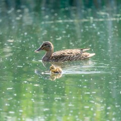 Obraz premium Duck swimming with its baby in the lake