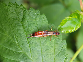 earwig on a leaf