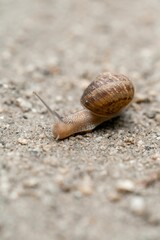 Vertical shot of snail on ground against blur background