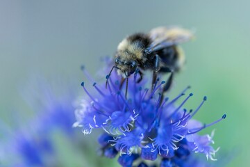 Macro shot of a Western honey bee on a purple flower