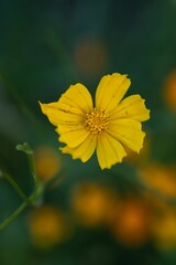 Vertical shot of a star tickseed on blurred background