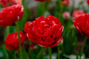 Obraz premium Peony-flowered Double Early tulips (Tulipa) bloom in a garden