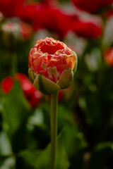 Peony-flowered Double Early tulips (Tulipa) bloom in a garden