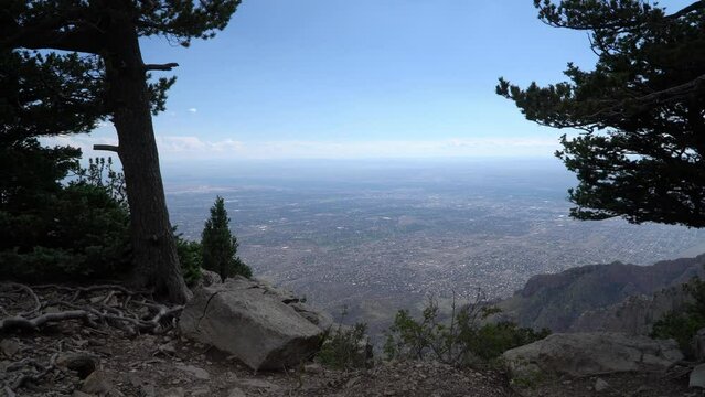 Trees in the wind on Sandia Peak with the cityscape of Albuquerque behind and blue sky in New Mexico
