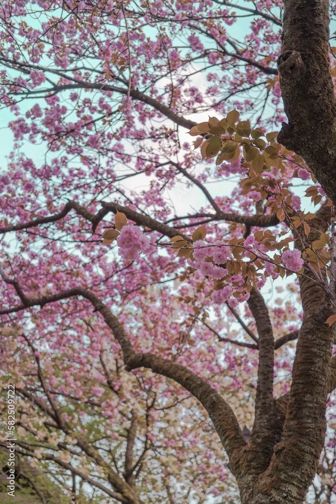 Poster Vertical shot of the pink cherry blossom tree on the background of the sky