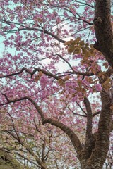 Vertical shot of the pink cherry blossom tree on the background of the sky